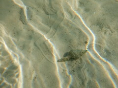 Propefusus australis