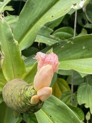Costus acreanus