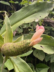 Costus acreanus