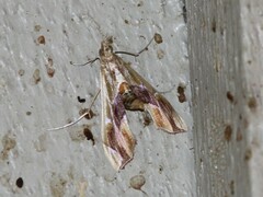 Agathodes monstralis