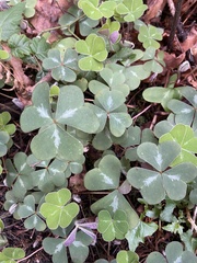 Oxalis oregana