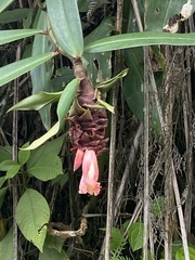 Costus acreanus