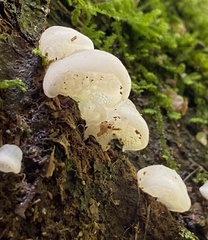 Favolaschia pustulosa