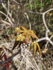 Aesculus pavia