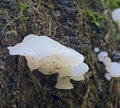 Favolaschia pustulosa