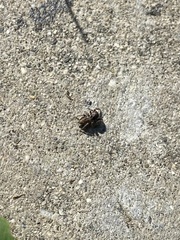 Habronattus pyrrithrix