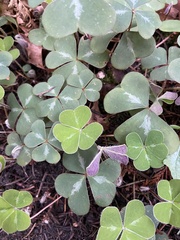 Oxalis oregana