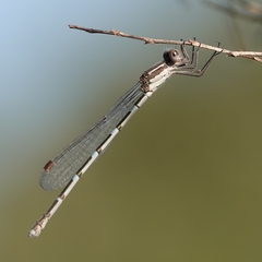 Austrolestes leda