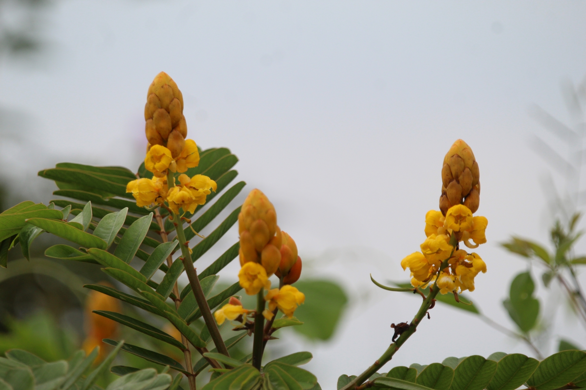 Senna alata