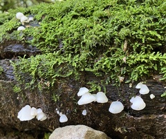Favolaschia pustulosa