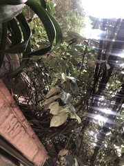 Artocarpus heterophyllus