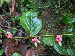 Cavendishia axillaris