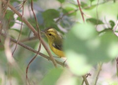 Vireo hypochryseus