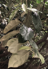 Artocarpus heterophyllus