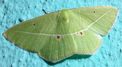 Tanaoctenia haliaria