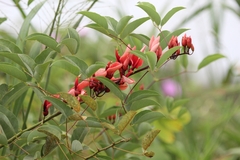 Erythrina crista-galli