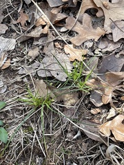 Carex umbellata