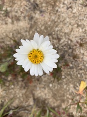 Layia glandulosa