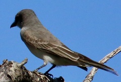 Tyrannus dominicensis
