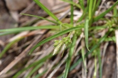 Carex umbellata