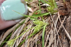 Carex umbellata