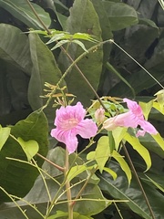 Podranea ricasoliana