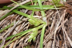 Carex umbellata
