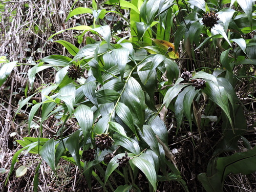 Elleanthus brasiliensis, photograph 2