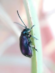 Macrohaltica transversa