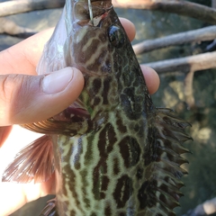 Mycteroperca xenarcha
