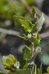 Quercus chrysolepis