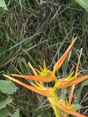 Heliconia latispatha