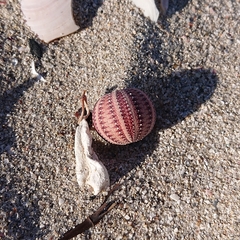 Amblypneustes formosus