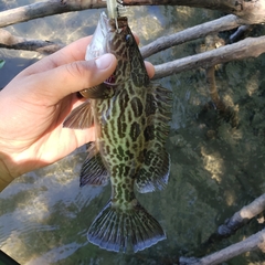 Mycteroperca xenarcha