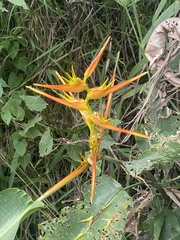 Heliconia latispatha