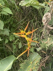Heliconia latispatha