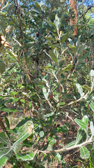 Banksia integrifolia