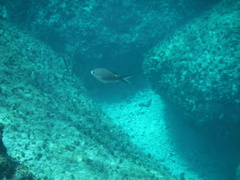 Azurina multilineata