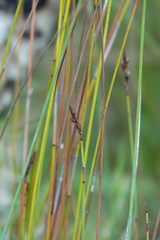 Machaerina juncea
