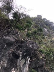 Dracaena cambodiana