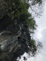 Dracaena cambodiana