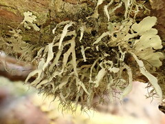 Heterodermia leucomelos