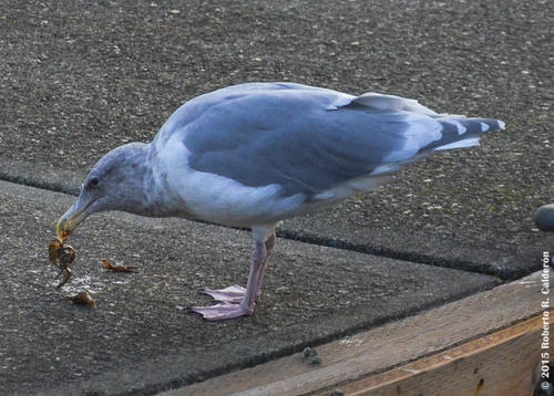 Glaucous-winged Gull, photo 9 of 9