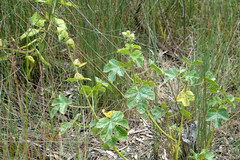 Hibiscus diversifolius
