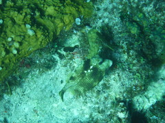 Lactophrys bicaudalis