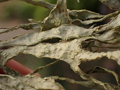 Ramalina subleptocarpha