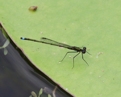 Austrocnemis splendida