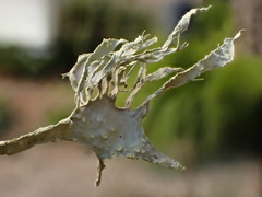 Ramalina subleptocarpha