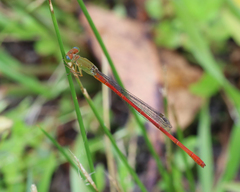 Ceriagrion aeruginosum