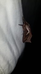 Elhamma australasiae